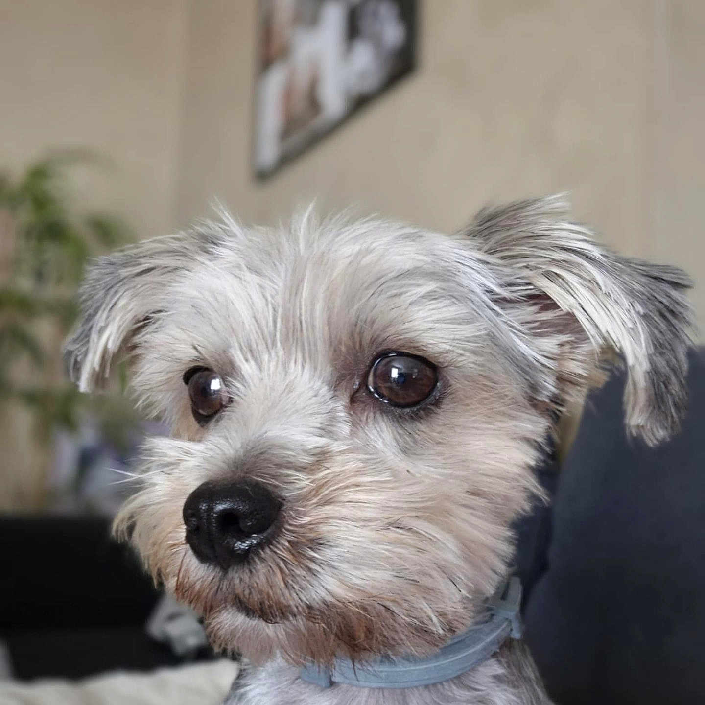 Bella participe au concours pour gagner de l'argent avec cette photo : animal, brown_eyes, canine, close_up, collar, companion, cozy, cute, dog, domestic_animal, expression, focused, fur, houseplant, indoor, pet, portrait, small_dog, soft_light, wall_art