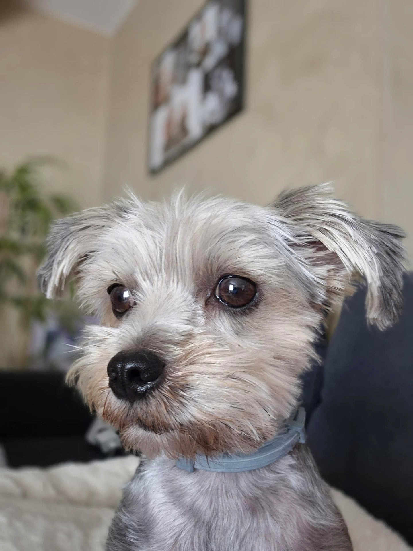 Bella