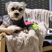 Bella a rejoint le concours — aidez-le/la à gagner de superbes lots ! animal, blanket, closeup, collar, comfort, cozy, dog, fur, furniture, outdoor, paw, pet, relaxed, resting, sleepy, small_dog, sunlight, texture, warm, wooden_chair