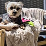 animal, blanket, closeup, collar, comfort, cozy, dog, fur, furniture, outdoor, paw, pet, relaxed, resting, sleepy, small_dog, sunlight, texture, warm, wooden_chair