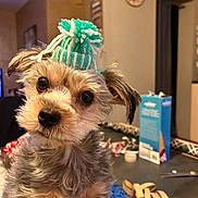 Bella a rejoint le concours — aidez-le/la à gagner de superbes lots ! dog, small_dog, knitted_hat, green_hat, indoor, table, clock, curious, pet, fur, ears, face, eyes, nose, toy, scissors, box, yarn, cozy, background
