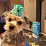 dog, small_dog, knitted_hat, green_hat, indoor, table, clock, curious, pet, fur, ears, face, eyes, nose, toy, scissors, box, yarn, cozy, background