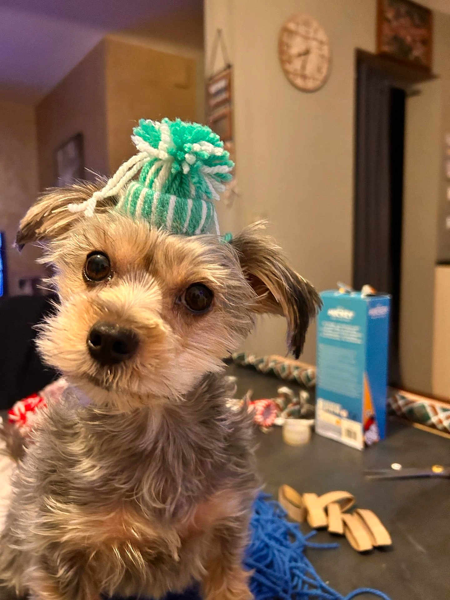 Bella a rejoint le concours — aidez-le/la à gagner de superbes lots ! dog, small_dog, knitted_hat, green_hat, indoor, table, clock, curious, pet, fur, ears, face, eyes, nose, toy, scissors, box, yarn, cozy, background