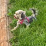 Bella a rejoint le concours — aidez-le/la à gagner de superbes lots ! animal, canine, cute, daylight, dog, fur, grass, greenery, happy, harness, nature, outdoor, pet, playful, side_view, small_dog, summer, tail, tongue_out, wood