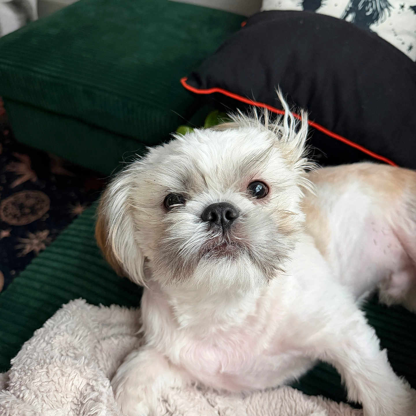 Gizmo joined the competition — help win amazing prizes! dog, small_dog, fluffy, white_dog, pet, blanket, green_couch, pillow, decor, indoor, relaxed, fur, cute, animal, companion, resting, cozy, home, soft, portrait