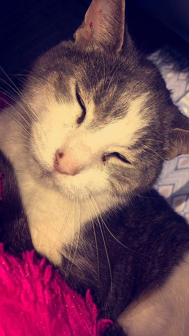 Shadow is registered to the contest to win money with this photo: beauty, carnivore, cat, cloud, comfort, ear, eye, felidae, head, iris, leg, nose, paw, sky, small_to_medium_sized_cats, snout, tail, vertebrate, whiskers, window