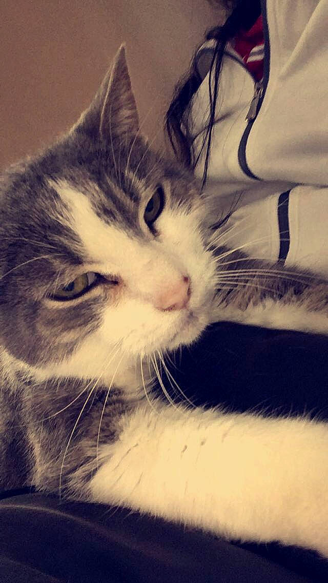 Shadow is registered to the contest to win money with this photo: carnivore, cat, close_up, comfort, domestic_short_haired_cat, ear, electronic_device, eye, felidae, fur, meteorological_phenomenon, monochrome, nose, paw, small_to_medium_sized_cats, snout, square, tail, whiskers, window