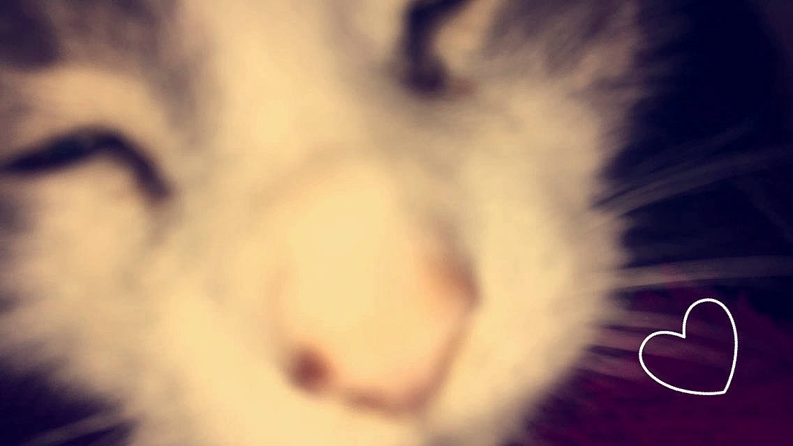 Shadow is registered to the contest to win money with this photo: carnivore, cat, cloud, companion_dog, cumulus, darkness, dog_breed, ear, eye, eyelash, felidae, fur, macro_photography, mammal, nose, paw, sky, small_to_medium_sized_cats, snout, whiskers