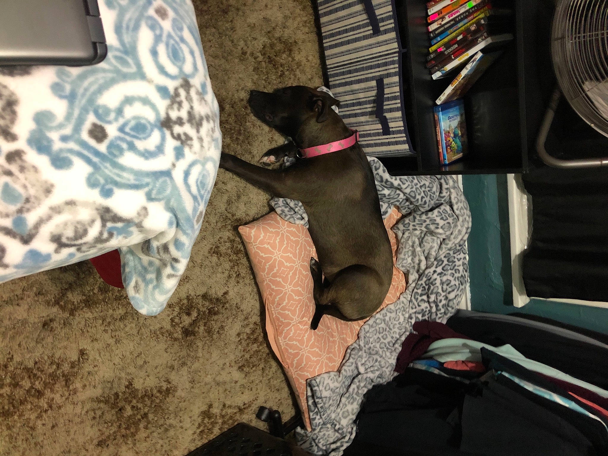 Buttons joined the competition — help win amazing prizes! canidae, carnivore, collar, comfort, companion_dog, couch, dog, dog_breed, dog_collar, dog_supply, eyewear, fawn, fur, human_leg, linens, mechanical_fan, snout, sporting_group, vehicle_door, working_animal