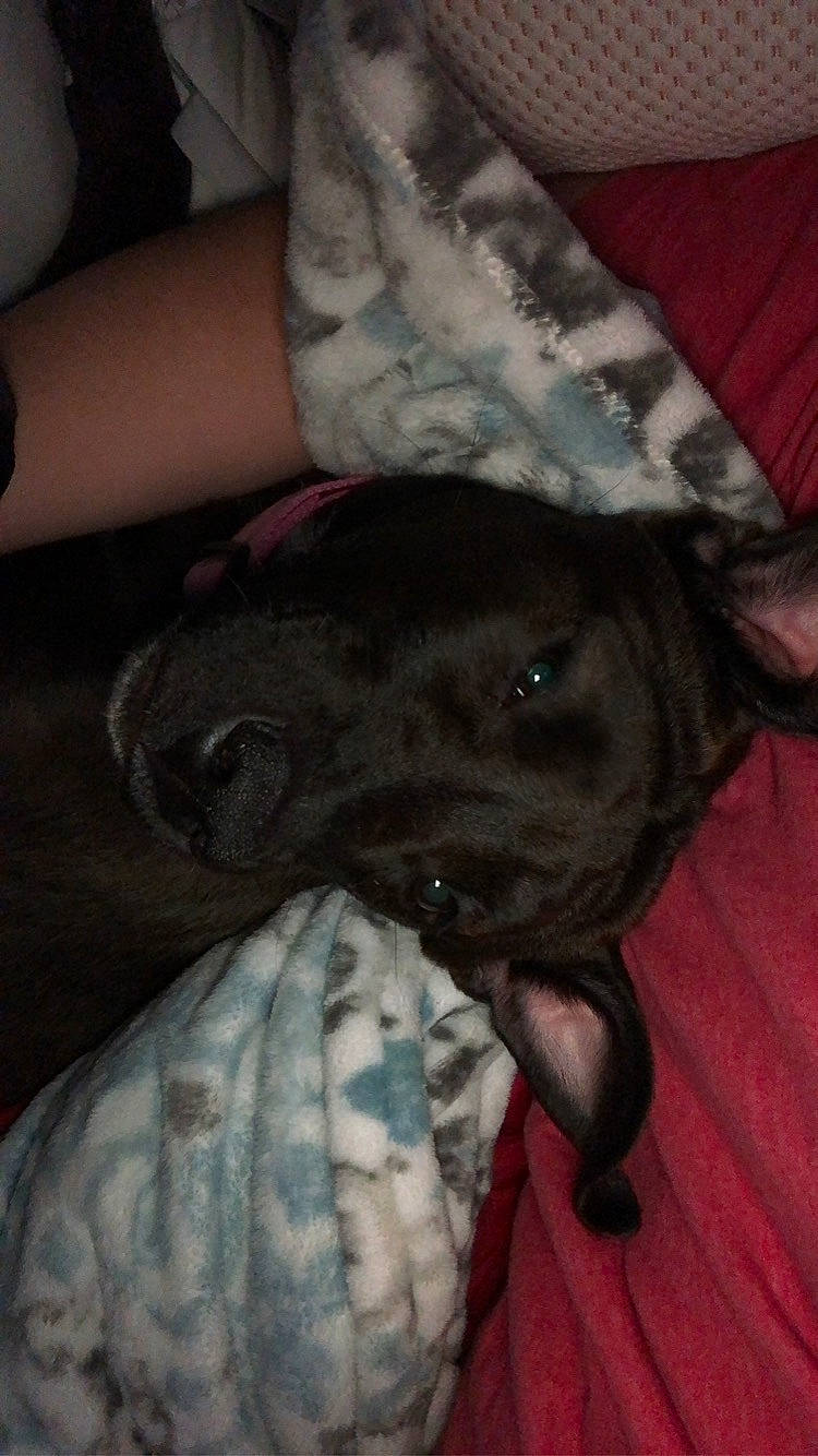 Buttons is registered to the contest to win money with this photo: borador, canidae, carnivore, collar, comfort, companion_dog, dog, dog_breed, ear, fawn, fur, grey, guard_dog, liver, snout, sporting_group, tail, toy_dog, whiskers, working_animal