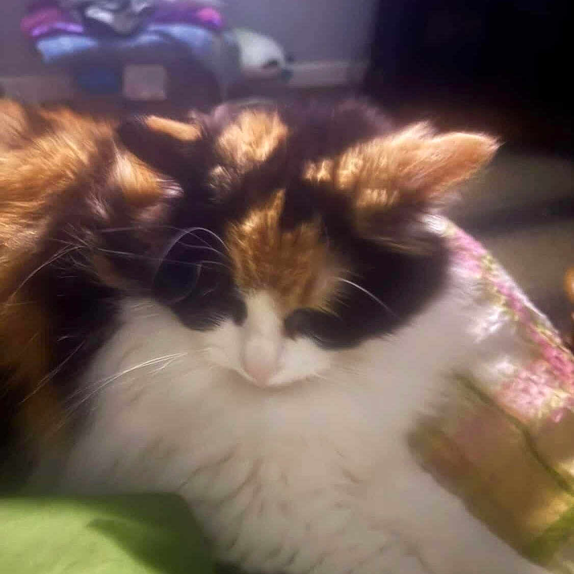 Princess
