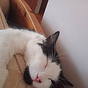 Elio joined the competition — help win amazing prizes! animal, black_and_white, cat, close_up, comfort, cozy, cushion, feline, fur, home, indoor, nap, peaceful, pet, pink_nose, relaxation, resting, sleeping, whiskers, wood