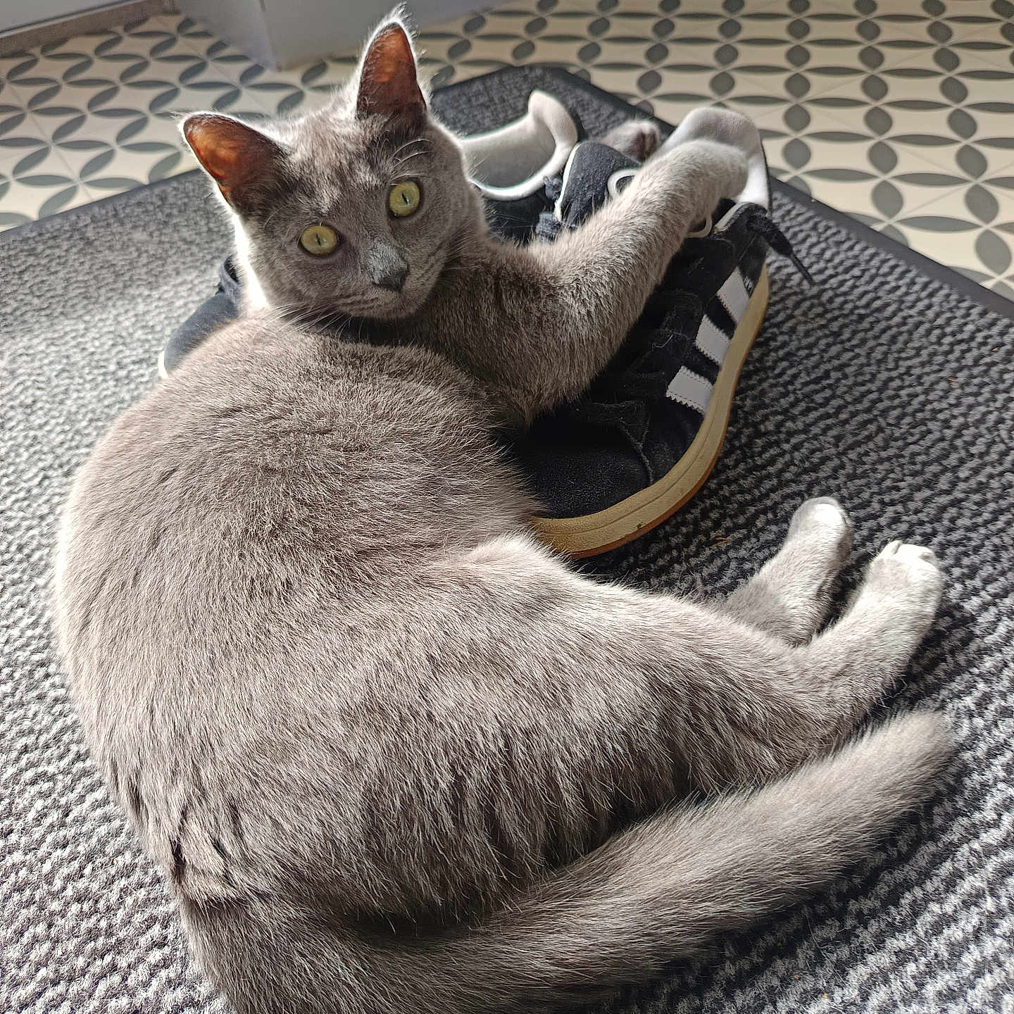 M Et Zoo participe au concours pour gagner de l'argent avec cette photo : cat, gray_cat, pet, animal, indoor, rug, sneakers, black_shoes, white_stripes, clawing, curious, relaxed, floor, home, cozy, tail, ears, whiskers, paws, feline