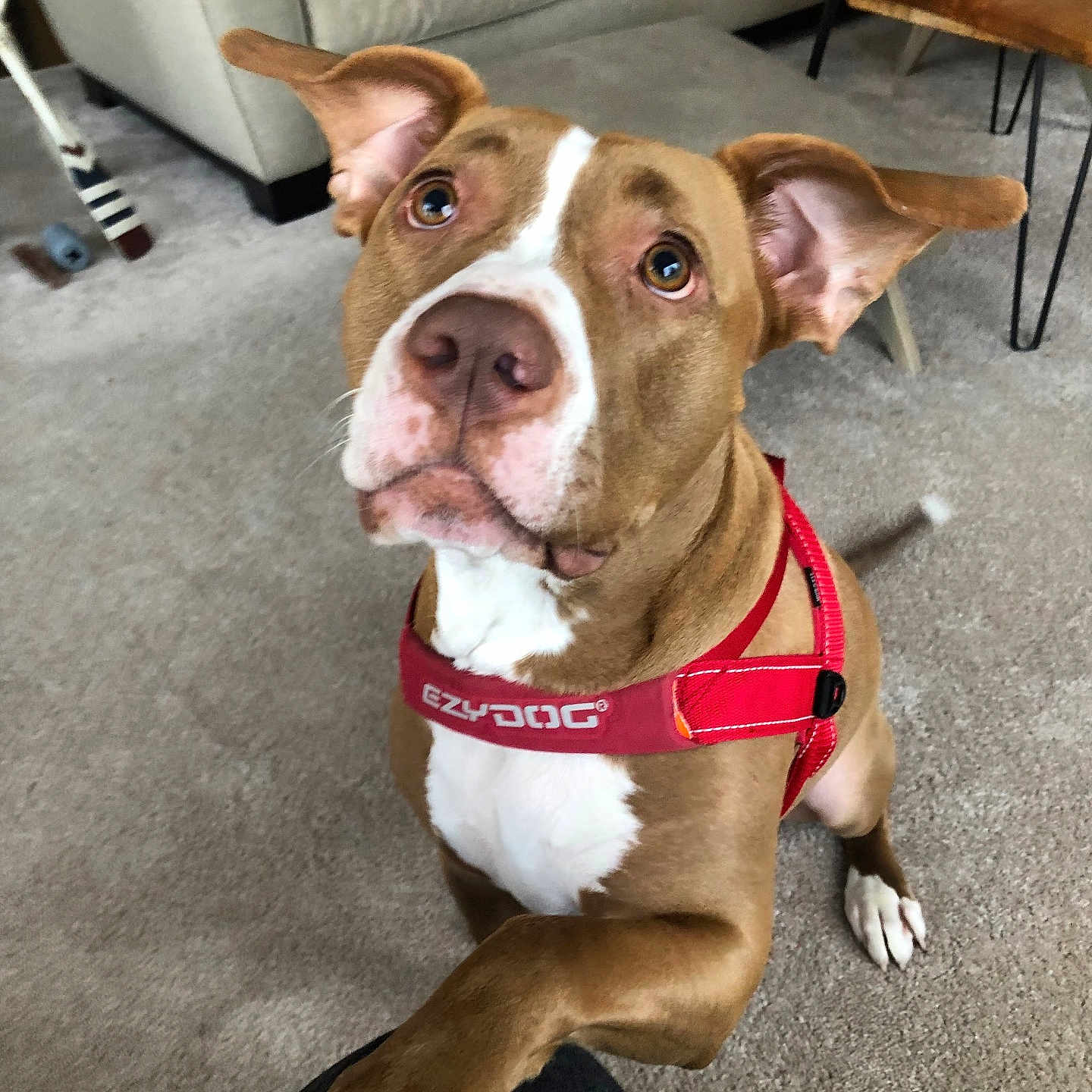 Fenton is registered to the contest to win money with this photo: animal, brown_dog, canine, carpet, companion, couch, cute, dog, domestic_animal, ears_up, friendly, fur, indoor, living_room, looking_up, paw, pet, red_harness, white_markings, wooden_table