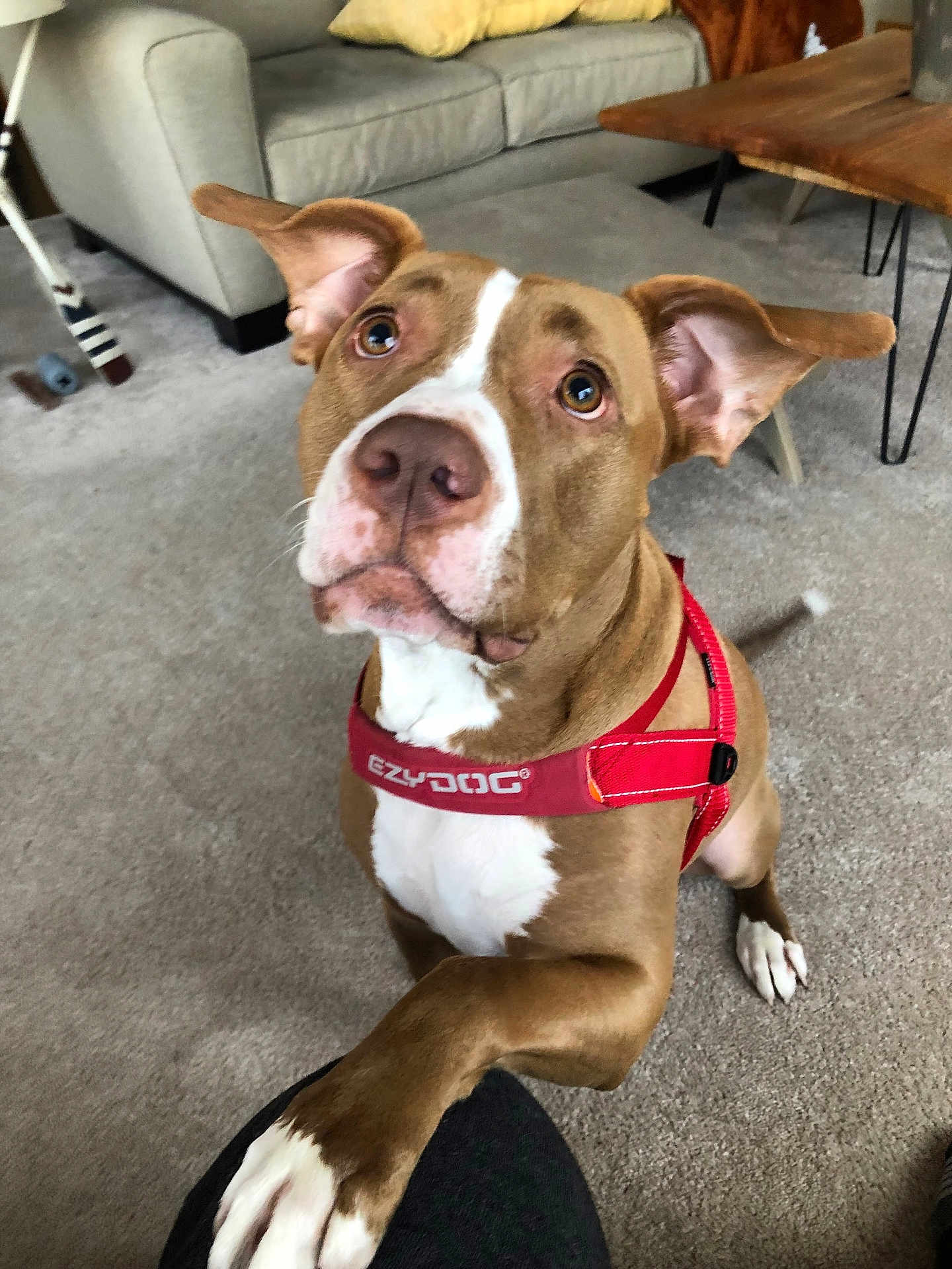 Fenton is registered to the contest to win money with this photo: dog, brown_dog, white_markings, red_harness, paw, carpet, living_room, couch, wooden_table, pet, canine, ears_up, looking_up, indoor, fur, friendly, domestic_animal, companion, animal, cute