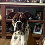 alert, animal, boxer, brown, collar, cute, decoration, dog, domestic, ears, face, floor, fur, indoor, living_room, pet, photoframes, tag, white, wooden_shelf