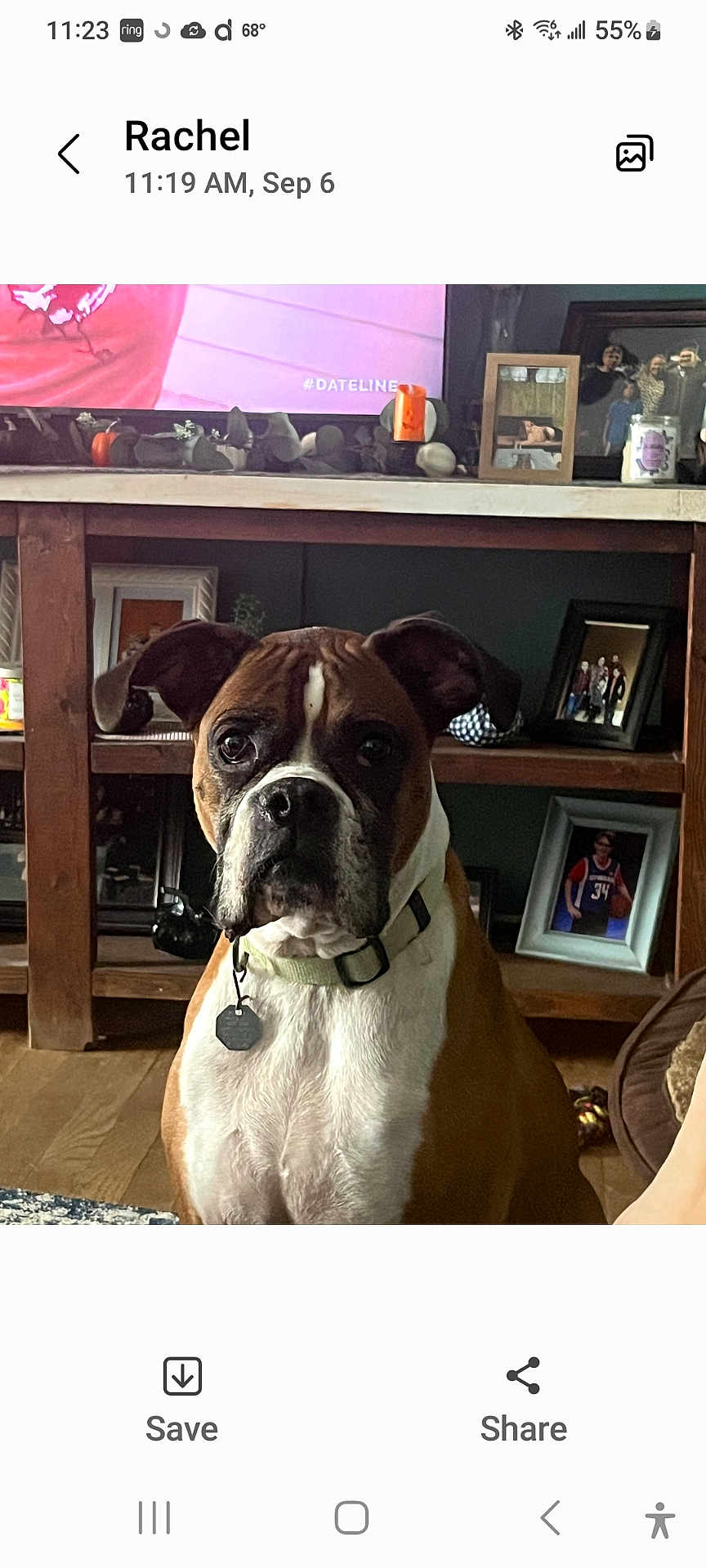 Izzy is registered to the contest to win money with this photo: dog, boxer, pet, indoor, wooden_shelf, photoframes, decoration, living_room, floor, collar, tag, ears, face, brown, white, fur, animal, domestic, cute, alert