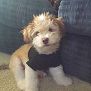 Charlie is registered to the contest to win money with this photo: puppy, dog, pet, indoor, carpet, couch, pillow, fur, black_shirt, cute, small_dog, fluffy, home, sitting, animal, companion, adorable, curious, domestic_animal, soft