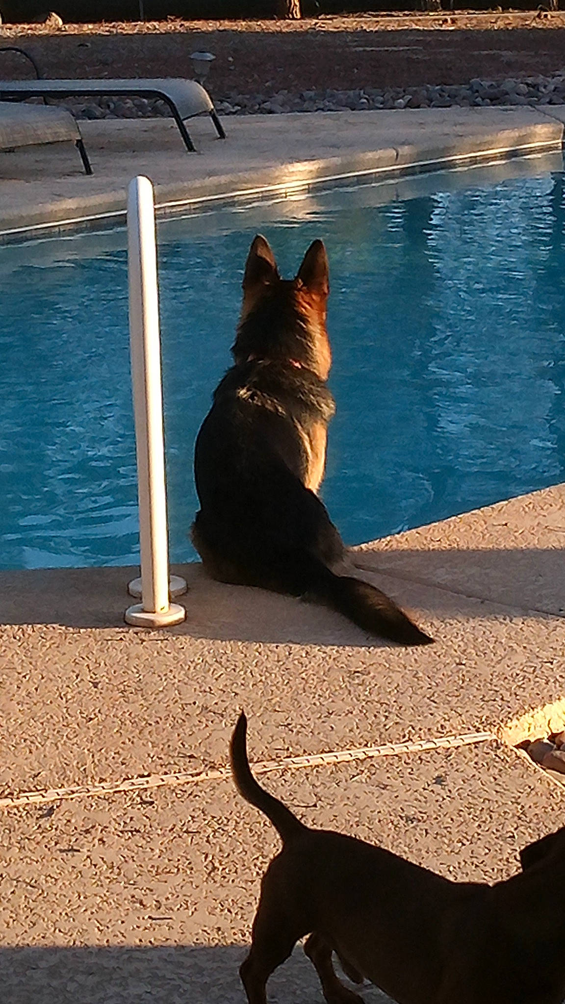 Zella joined the competition — help win amazing prizes! brown, carnivore, companion_dog, dog, dog_breed, fawn, felidae, light, lighting, line, morning, pet_supply, shadow, small_to_medium_sized_cats, snout, tail, tints_and_shades, water, window, wood