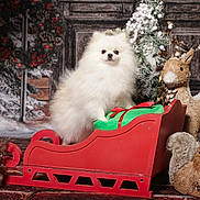Lya a rejoint le concours — aidez-le/la à gagner de superbes lots ! dog, pomeranian, sleigh, christmas, holiday, snowman, reindeer, squirrel, decorations, winter, festive, gift, red, green, fur, animal, indoors, portrait, cute, seasonal