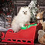 dog, pomeranian, sleigh, christmas, holiday, snowman, reindeer, squirrel, decorations, winter, festive, gift, red, green, fur, animal, indoors, portrait, cute, seasonal
