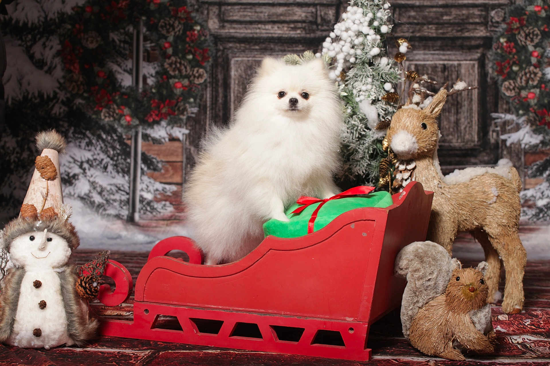 Lya a rejoint le concours — aidez-le/la à gagner de superbes lots ! dog, pomeranian, sleigh, christmas, holiday, snowman, reindeer, squirrel, decorations, winter, festive, gift, red, green, fur, animal, indoors, portrait, cute, seasonal