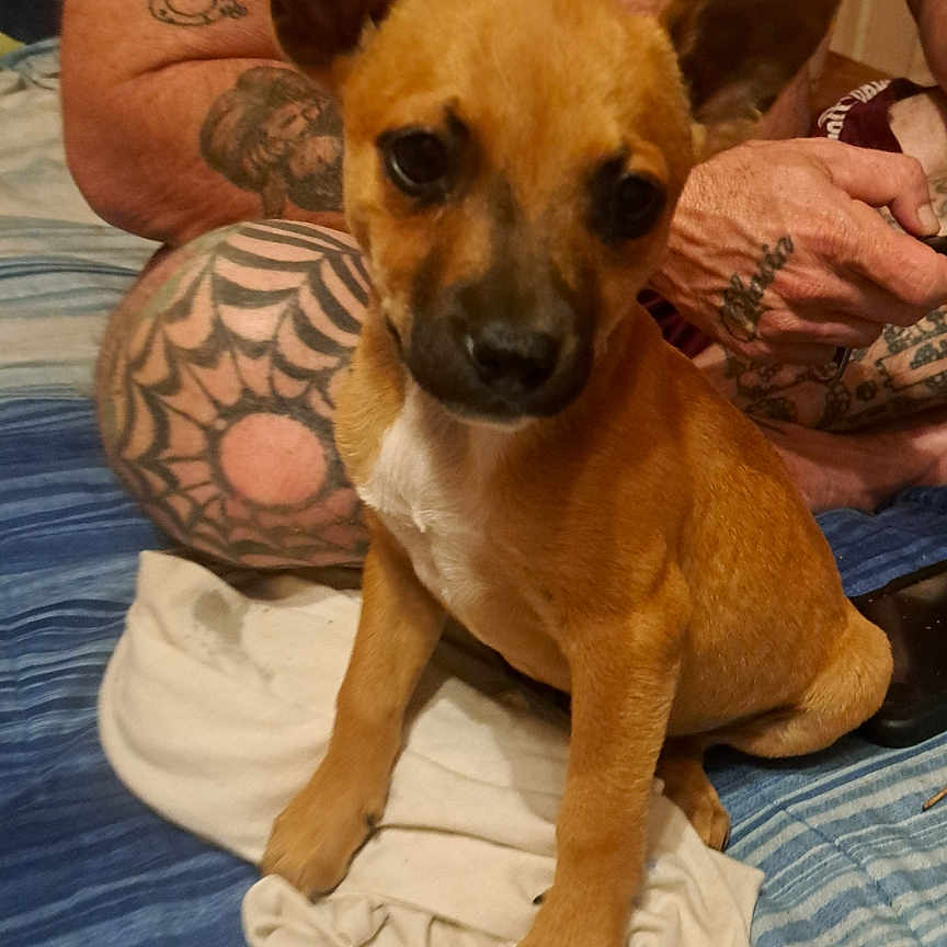 Linda Lou joined the competition — help win amazing prizes! animal, bed, blanket, brown, closeup, companion, cute, dog, ears, friendship, human, indoor, person, pet, puppy, relaxing, shirtless, sitting, tattoo, young