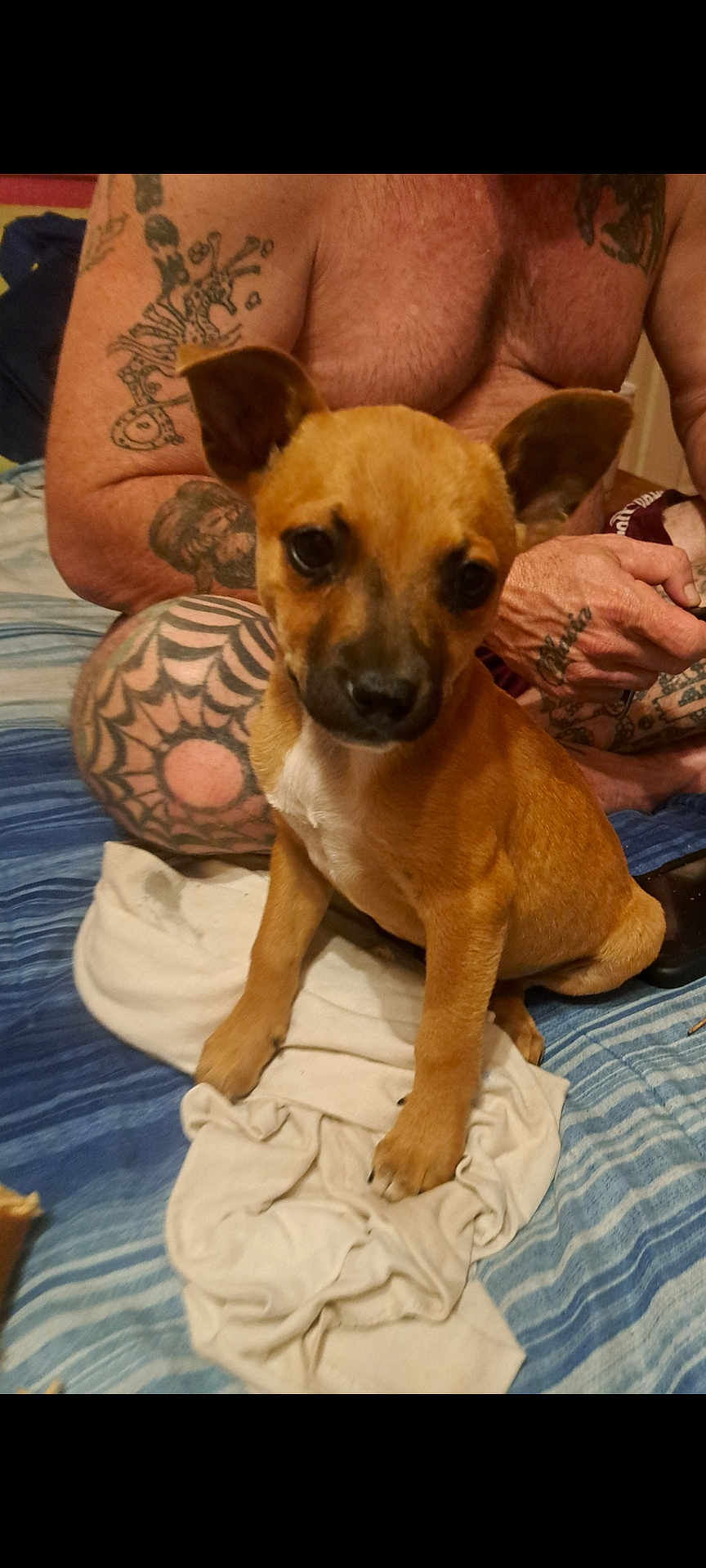 Linda Lou joined the competition — help win amazing prizes! puppy, dog, brown, ears, tattoo, person, shirtless, bed, blanket, indoor, pet, cute, animal, young, sitting, closeup, friendship, companion, human, relaxing