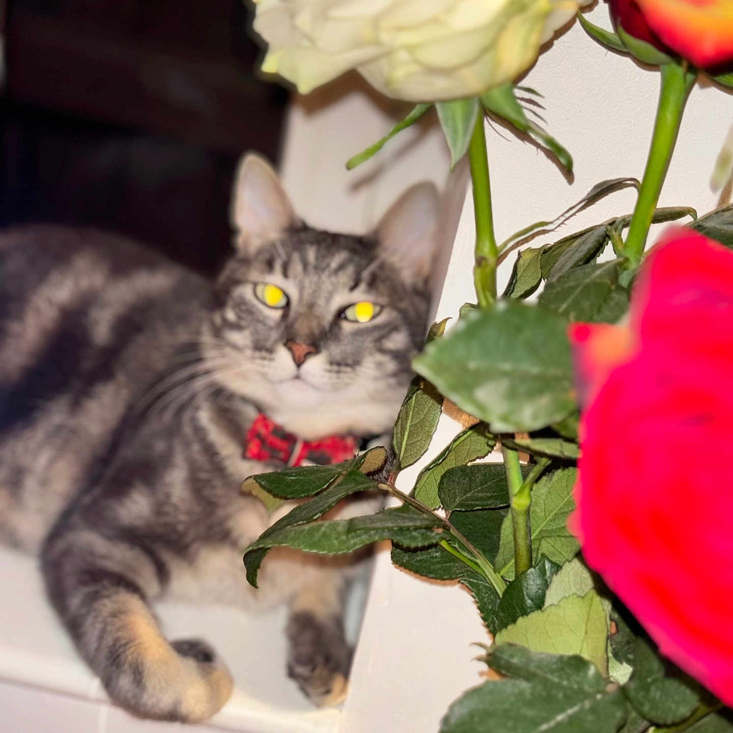 Sky participe au concours pour gagner de l'argent avec cette photo : animal, cat, face, flower, flowerarrangement, flowerbouquet, geranium, head, jar, kitten, leaf, person, pet, petal, plant, planter, pottedplant, pottery, rose, vase