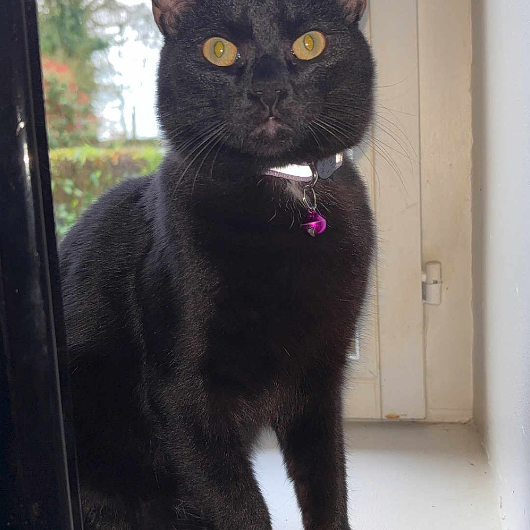 Moka