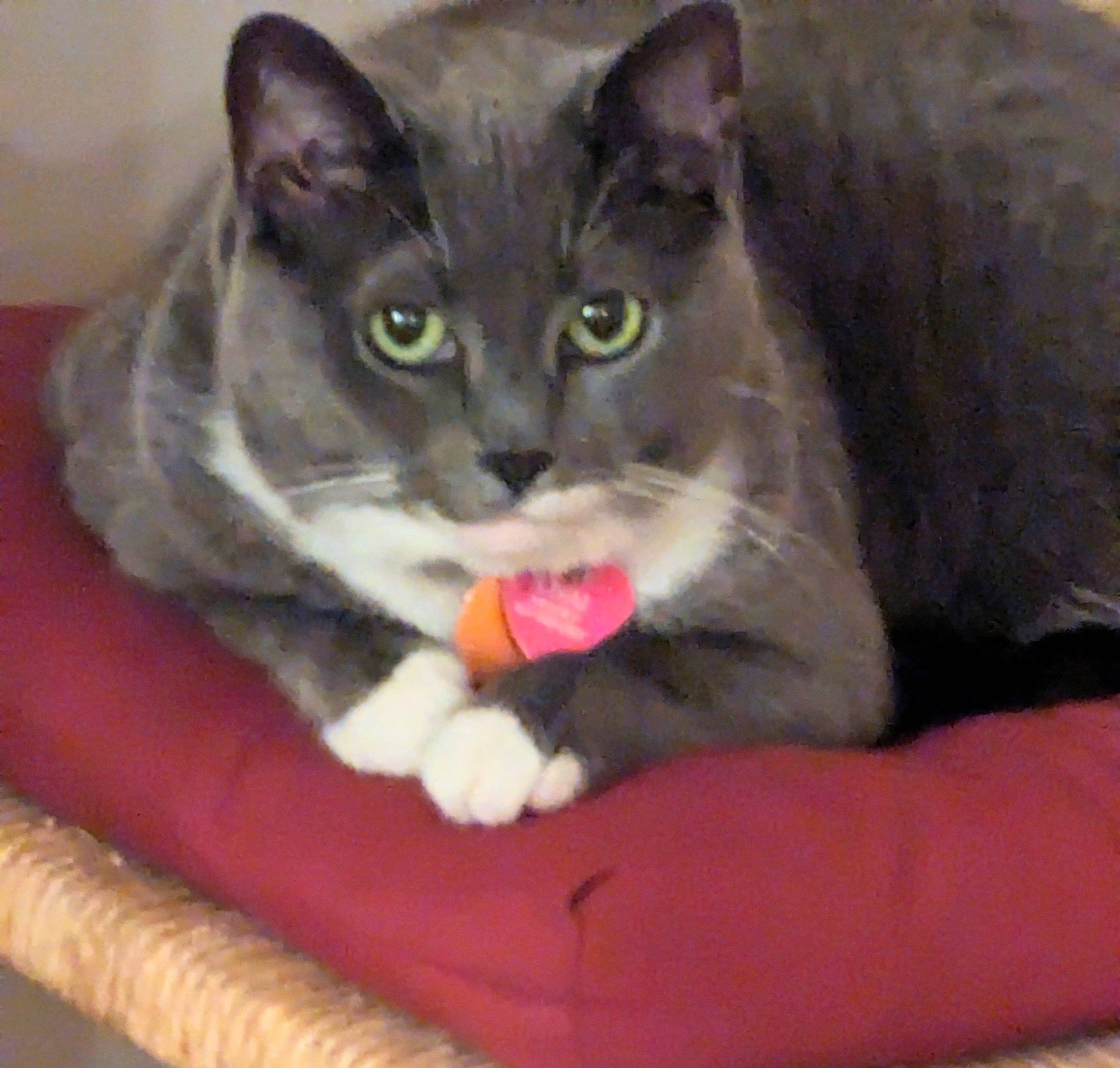 Chia is registered to the contest to win money with this photo: box, carnivore, cat, cat_bed, cat_furniture, cat_supply, cat_toy, comfort, couch, domestic_short_haired_cat, felidae, fur, grey, paw, pet_supply, sitting, small_to_medium_sized_cats, snout, tail, whiskers