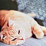 cat, orange_tabby, sleeping, relaxed, pet, animal, feline, close_up, resting, cute, whiskers, ears, fur, indoor, cozy, lazy, soft_surface, blurred_background, domestic_cat, laying_down