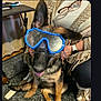 Rex joined the competition — help win amazing prizes! dog, puppy, german_shepherd, goggles, blue_goggles, indoor, carpet, person, glasses, clothing, sitting, floor, table, hand, watch, shoes, wood_floor, blanket, toy, pet
