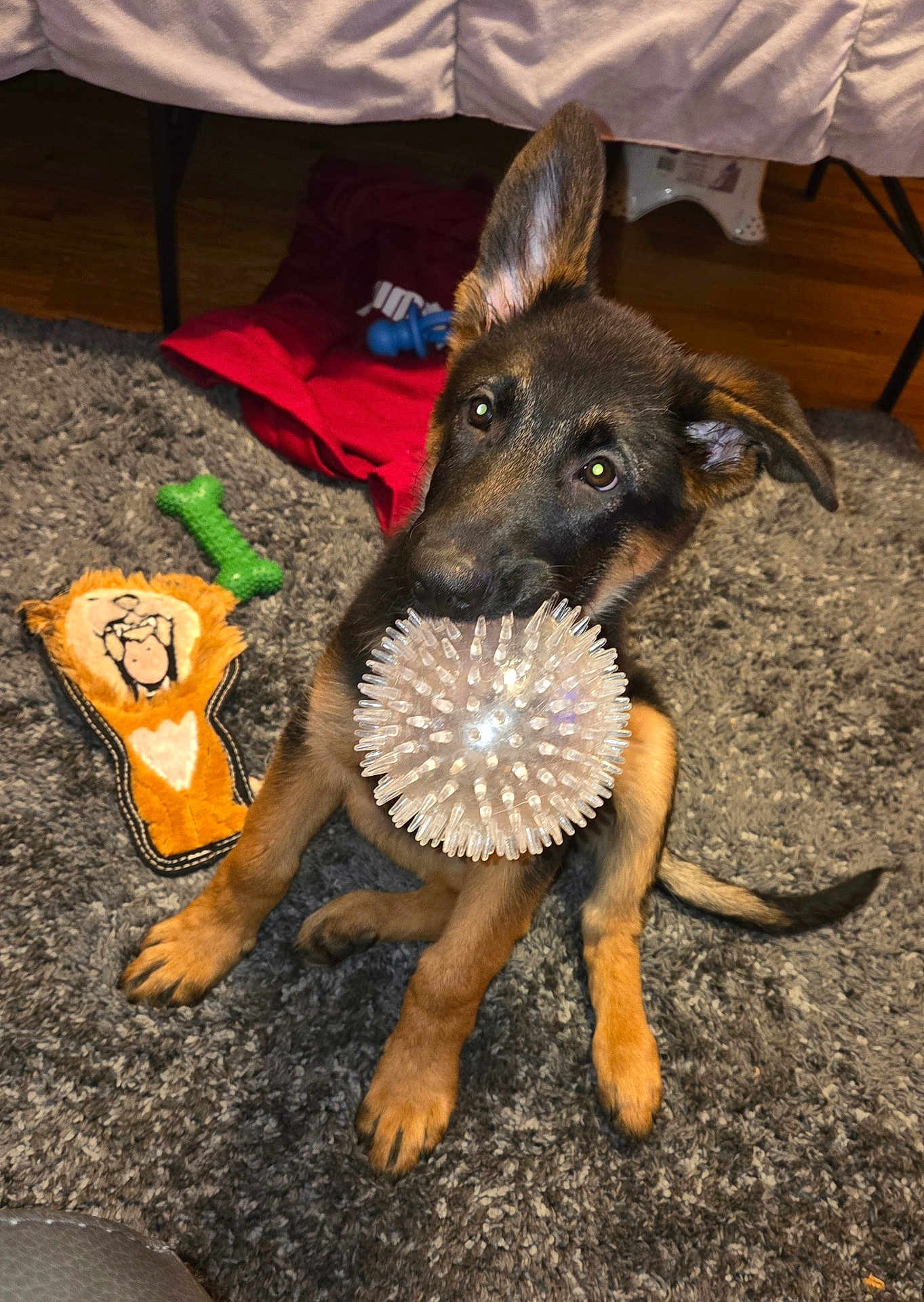 Rex joined the competition — help win amazing prizes! puppy, german_shepherd, dog, toy, ball, plush_toy, carpet, indoor, pet, cute, playful, animal, floor, ears, fur, sitting, brown, black, looking_up, home