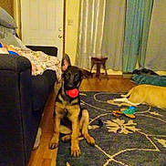 Rex is registered to the contest to win money with this photo: dog, puppy, german_shepherd, ball, rug, living_room, couch, blanket, curtains, door, wood_floor, stool, toy, pet, indoor, animal, floor, furniture, resting_dog, playful