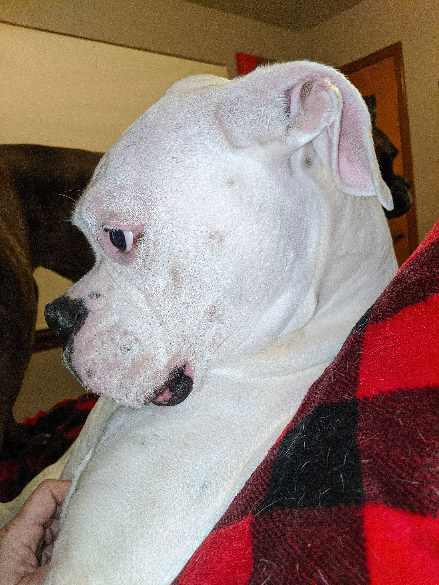 Lilo is registered to the contest to win money with this photo: american_bulldog, boxer, bully_kutta, canidae, carnivore, companion_dog, cordoba_fighting_dog, dog, dog_breed, dogo_argentino, dogo_guatemalteco, ear, mammal, non_sporting_group, nose, pit_bull, rare_breed_dog, snout, valley_bulldog, vertebrate