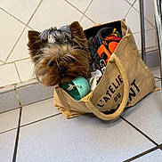 évy a rejoint le concours — aidez-le/la à gagner de superbes lots ! dog, small_dog, tote_bag, indoor, tile_floor, chair_leg, stuffed_bag, brown_fur, black_nose, curious, pet, canine, domestic_animal, fur, cute, companion, animal_face, indoor_lighting, close_up, household