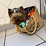 dog, small_dog, tote_bag, indoor, tile_floor, chair_leg, stuffed_bag, brown_fur, black_nose, curious, pet, canine, domestic_animal, fur, cute, companion, animal_face, indoor_lighting, close_up, household