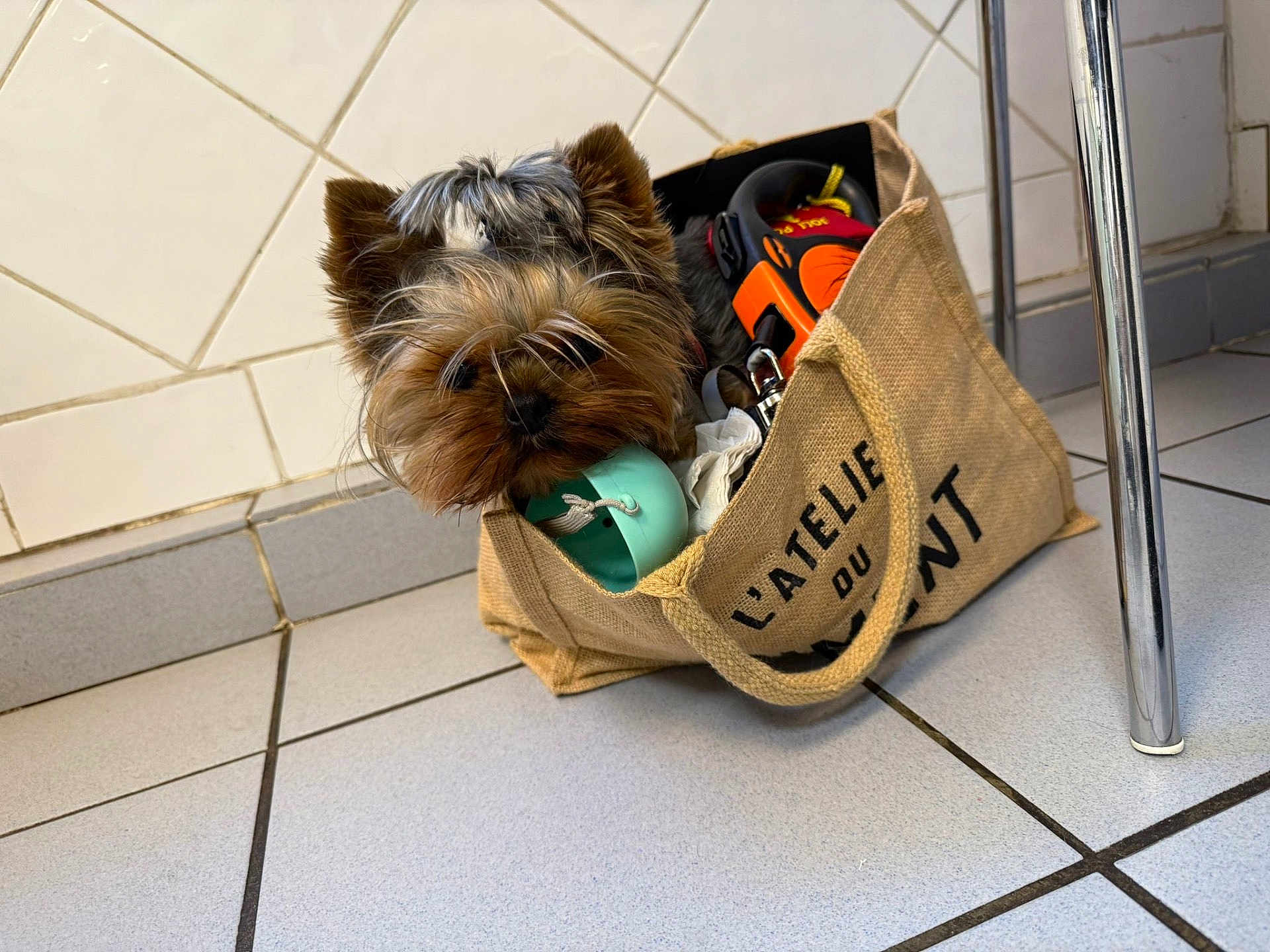 évy a rejoint le concours — aidez-le/la à gagner de superbes lots ! dog, small_dog, tote_bag, indoor, tile_floor, chair_leg, stuffed_bag, brown_fur, black_nose, curious, pet, canine, domestic_animal, fur, cute, companion, animal_face, indoor_lighting, close_up, household
