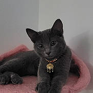 Maisie is registered to the contest to win money with this photo: cat, cat_tree, charcoal_fur, collar, cute, ears, feline, front_view, home, indoor, kitten, lying_down, paws, pendant, pet, pink, portrait, sitting, vertical_photo, whiskers