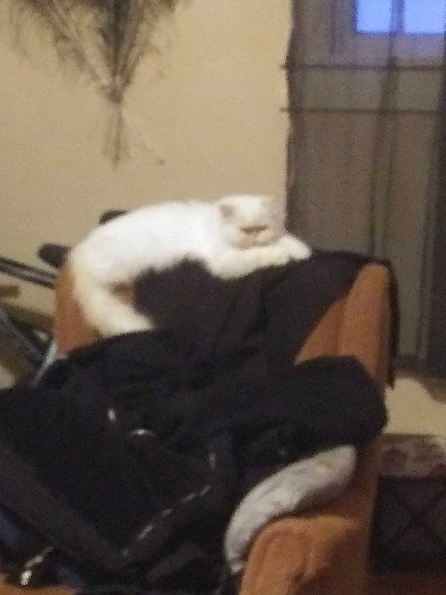 Cotton is registered to the contest to win money with this photo: canidae, carnivore, cat, chair, comfort, companion_dog, domestic_short_haired_cat, felidae, fur, hardwood, room, sitting, small_to_medium_sized_cats, tail, whiskers, window, wood