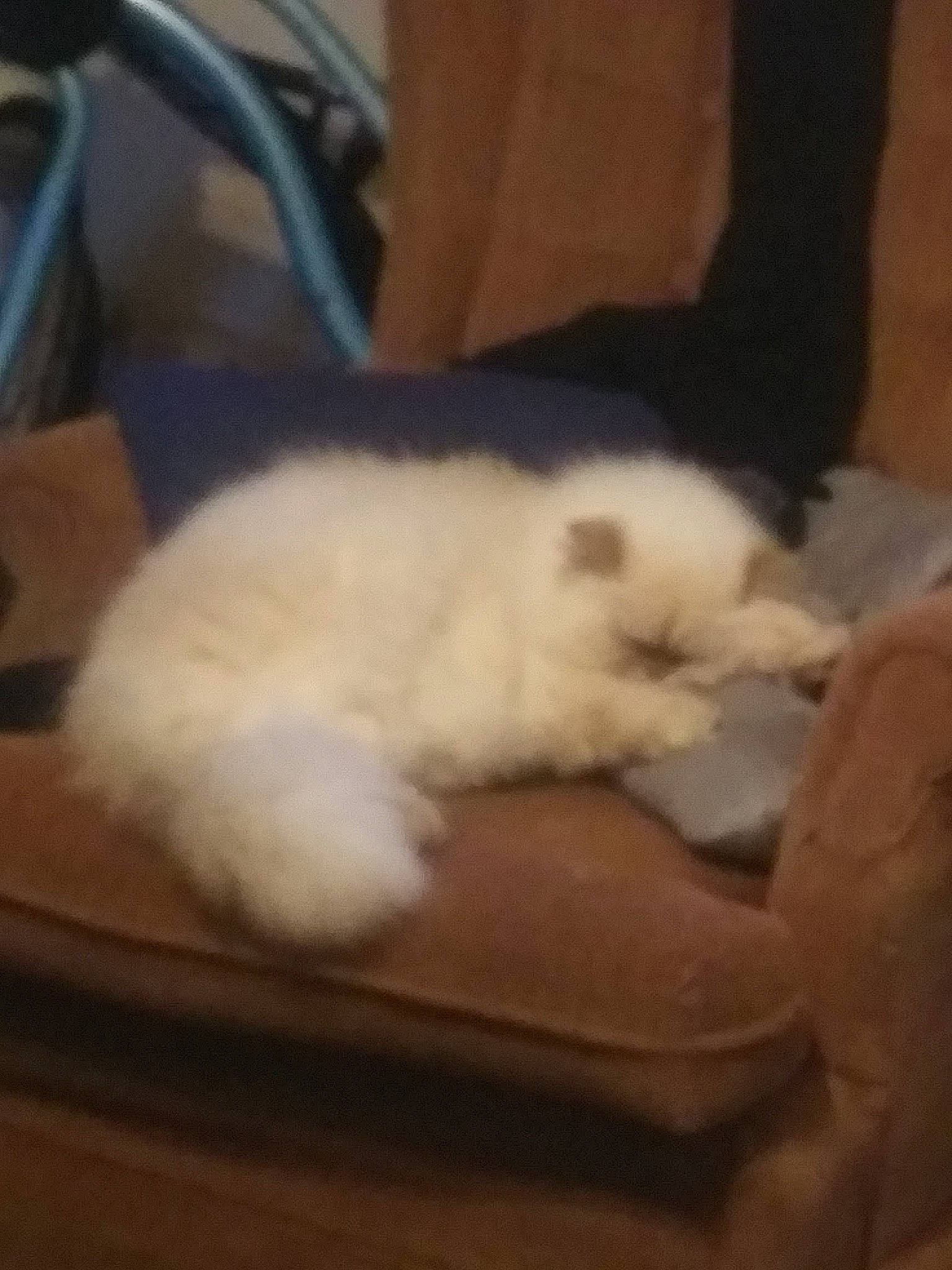 Cotton is registered to the contest to win money with this photo: carnivore, cat, comfort, dog_breed, fawn, felidae, flooring, fur, hardwood, mammal, nap, paw, small_to_medium_sized_cats, tail, terrestrial_animal, whiskers, wood