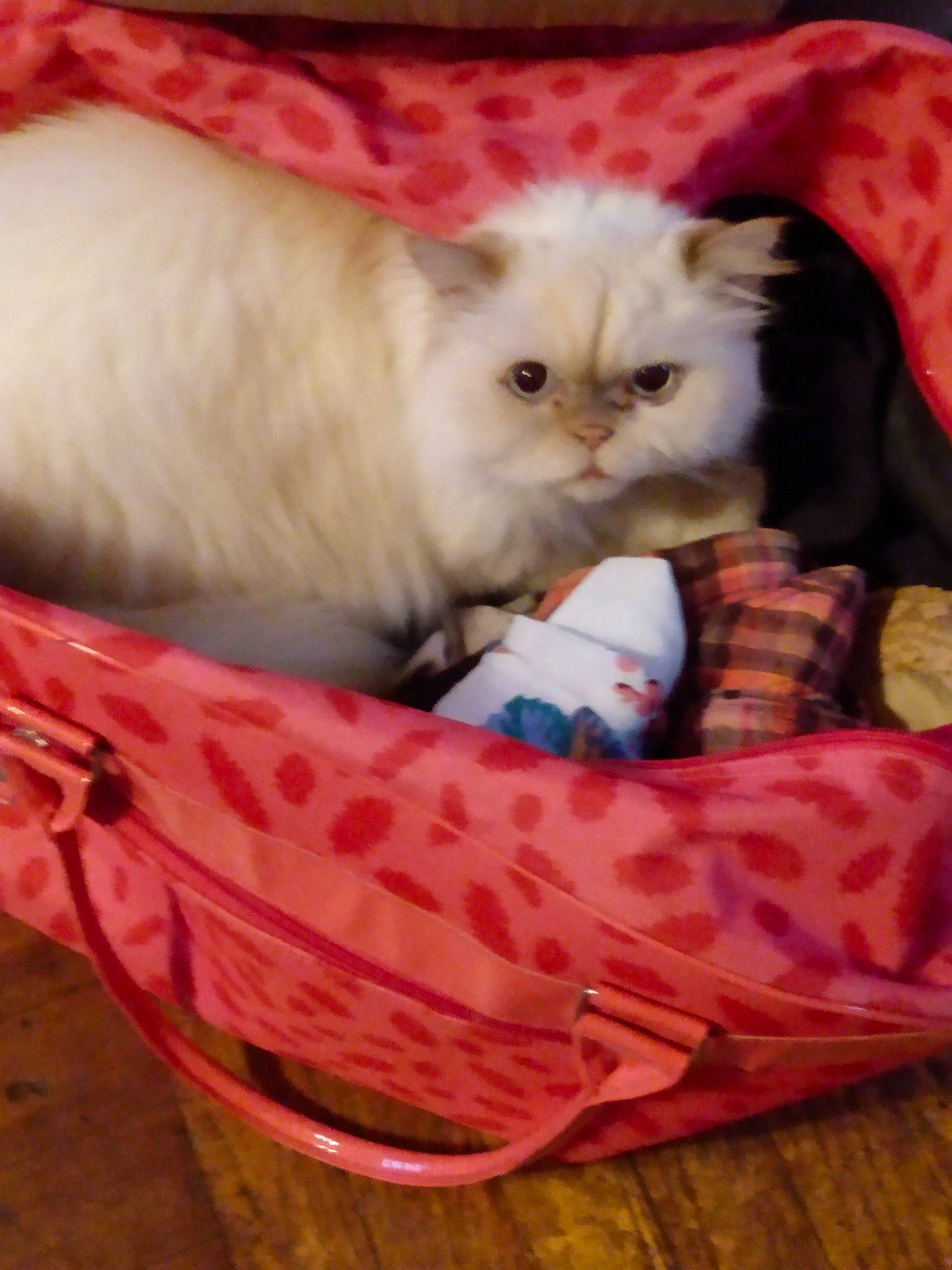 Cotton joined the competition — help win amazing prizes! basket, carnivore, cat, cat_supply, comfort, event, fawn, felidae, fur, hardwood, mammal, pattern, pet_supply, small_to_medium_sized_cats, terrestrial_animal, vertebrate, whiskers, wood