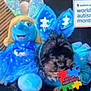 Cocoa is registered to the contest to win money with this photo: blue, carnivore, companion_dog, dog, dog_breed, dog_supply, electric_blue, event, font, fur, happy, magenta, organism, plant, shih_tzu, small_terrier, smile, toy, toy_dog, working_animal