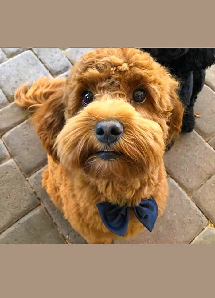 Cocoa joined the competition — help win amazing prizes! canidae, carnivore, companion_dog, dog, dog_breed, dog_collar, flooring, fur, liver, puppy, small_terrier, snout, terrier, toy_dog, wood, working_animal