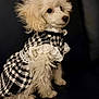 adorable, animal, black_background, clothing, cute, dog, dress, elegant, fashion, fluffy, furry, houndstooth, indoor, lace, pet, poodle, portrait, sitting, small_dog, white_dog