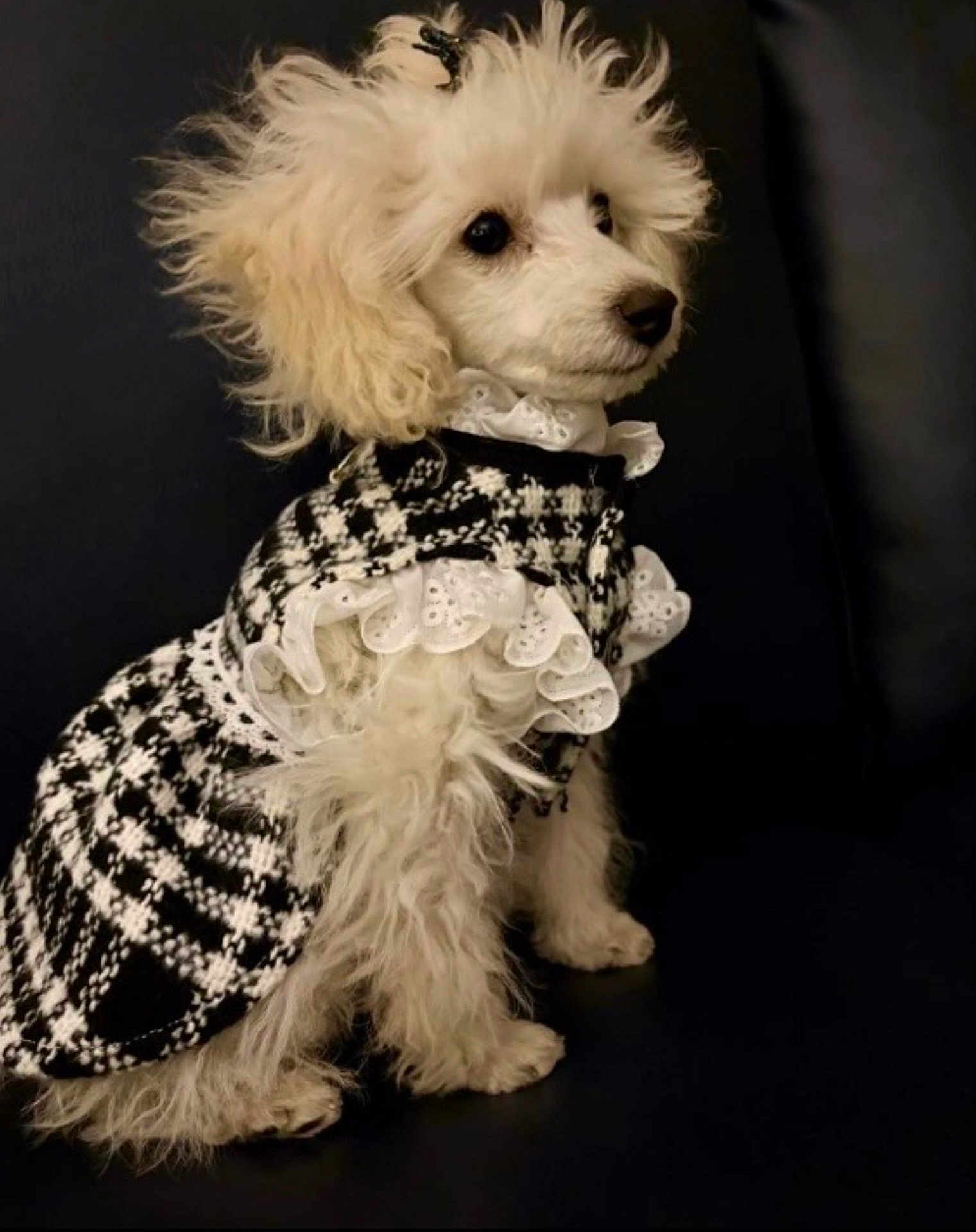 Tinny is registered to the contest to win money with this photo: dog, poodle, white_dog, fluffy, pet, clothing, houndstooth, lace, dress, fashion, portrait, sitting, cute, animal, furry, indoor, elegant, small_dog, black_background, adorable