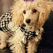Tiny joined the competition — help win amazing prizes! dog, puppy, poodle, fluffy, bow, purple_bow, clothing, lace, black_and_white, cute, pet, animal, fur, small_dog, indoors, portrait, standing, looking_away, adorable, domestic_animal