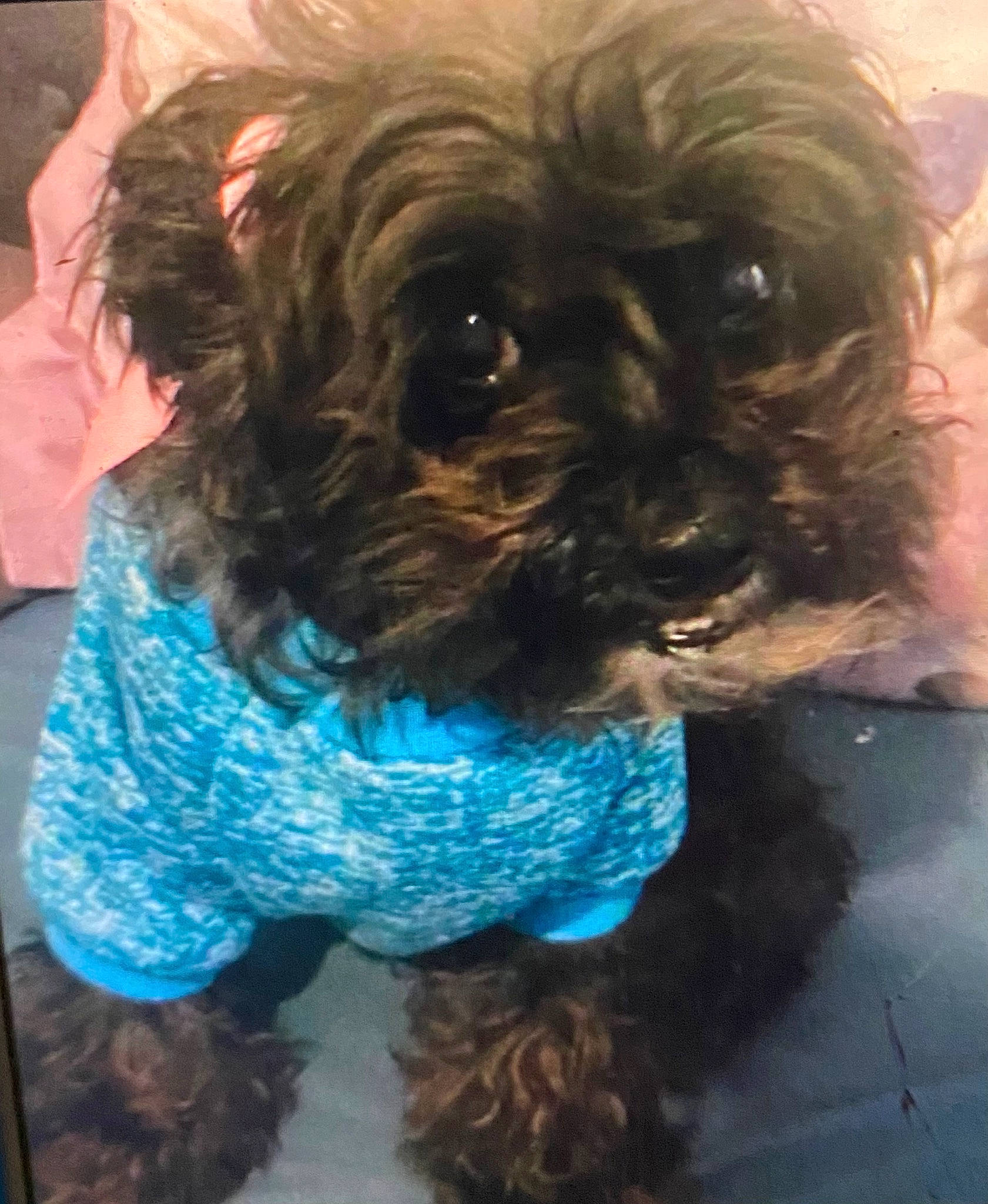 Rubby joined the competition — help win amazing prizes! canidae, carnivore, companion_dog, dog, dog_breed, dog_clothes, dog_collar, dog_supply, electric_blue, fawn, fur, liver, maltepoo, pet_supply, small_terrier, snout, sporting_group, terrier, toy_dog, working_animal