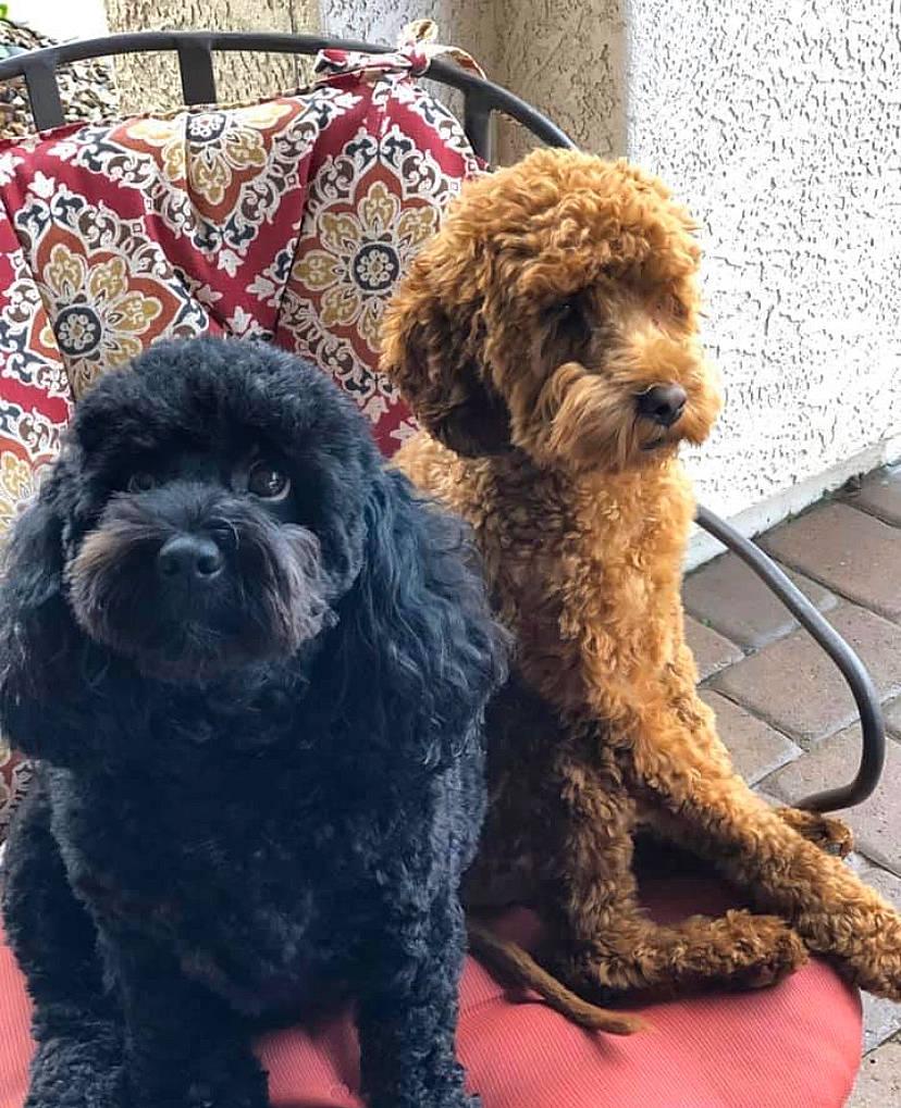 Rubby is registered to the contest to win money with this photo: canidae, carnivore, companion_dog, dog, dog_breed, dog_collar, fur, labradoodle, liver, poodle, small_terrier, snout, sporting_group, terrestrial_animal, terrier, toy_dog, vertebrate, water_dog, working_animal, yorkipoo